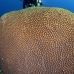 coral_star_great_ncot_lc_v_0110_cay1639.jpg